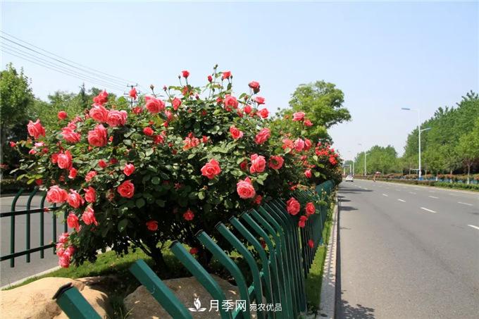 合肥高新區(qū)月季大道華麗亮相，你打卡了嗎？(圖3)