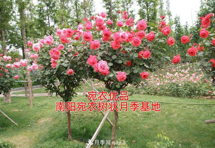 為什么樹狀月季開花少得可憐？注意五點(圖1)
