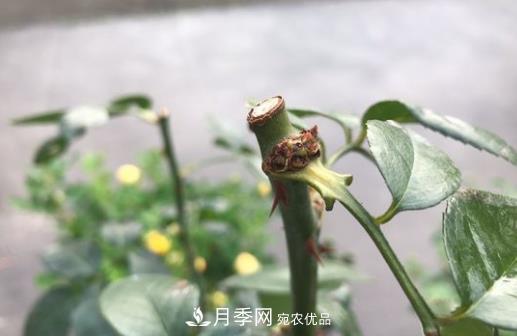 生長(zhǎng)更強(qiáng)壯，月季打頂怎么做？(圖1)