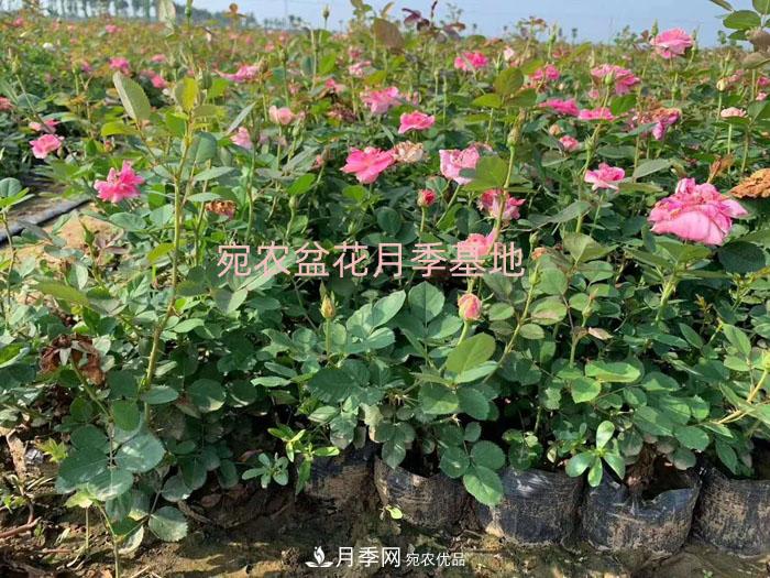 種植盆栽月季花用什么土好？(圖1)