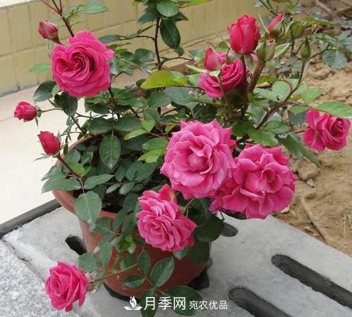 盆栽月季為什么越開越??？防治辦法有5點(圖1)