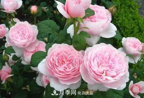 月季品種多，各種特性都不同，幾種典型好養(yǎng)的月季(圖2)