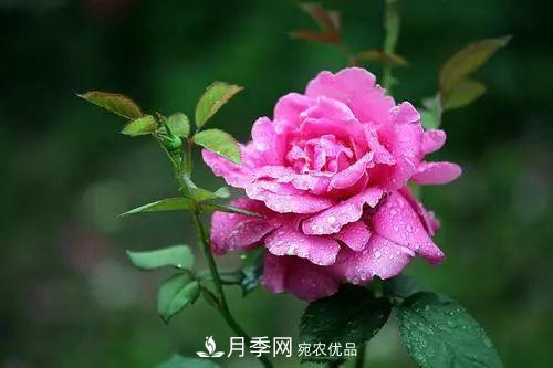 月季品種多，各種特性都不同，幾種典型好養(yǎng)的月季(圖1)