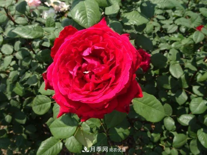 月季夫人蔣恩鈿，是她把月季花種到了人民大會(huì)堂(圖8)