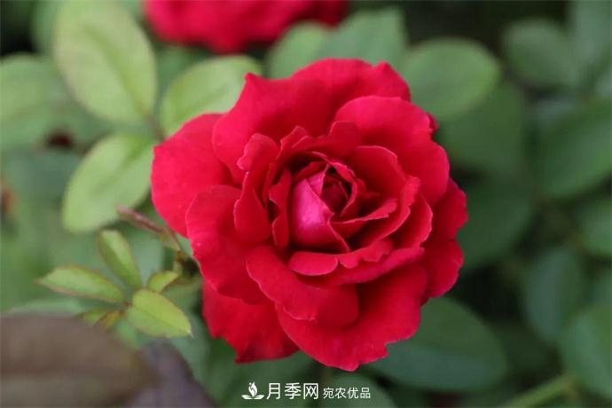 月季夫人蔣恩鈿，是她把月季花種到了人民大會(huì)堂(圖1)