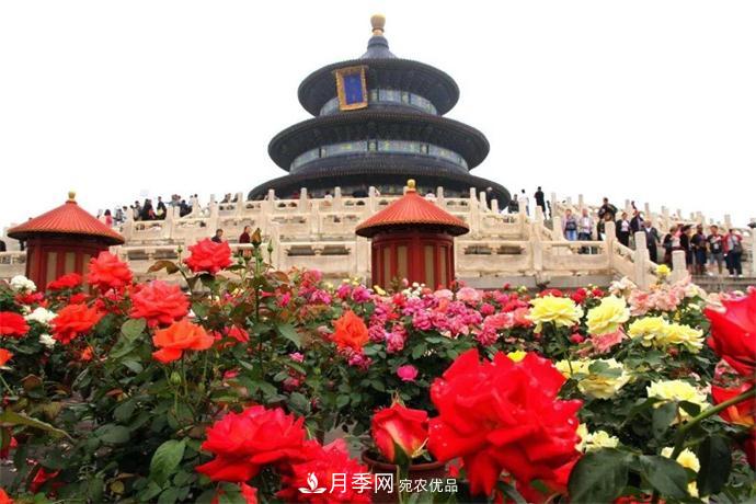 月季夫人蔣恩鈿，是她把月季花種到了人民大會(huì)堂(圖6)