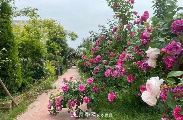月季爆紅朋友圈！浙江這個80后男人擁有自己的夢幻花園(圖1)