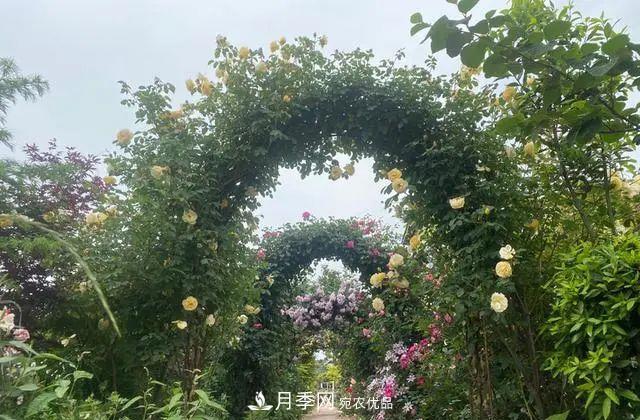 月季爆紅朋友圈！浙江這個80后男人擁有自己的夢幻花園(圖2)