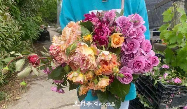 月季爆紅朋友圈！浙江這個80后男人擁有自己的夢幻花園(圖4)