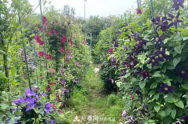 月季爆紅朋友圈！浙江這個80后男人擁有自己的夢幻花園(圖11)