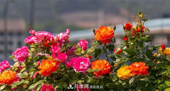 205萬株月季全城盛放！貫穿杭州的“空中花廊”你走過嗎？(圖1)