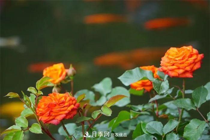 205萬株月季全城盛放！貫穿杭州的“空中花廊”你走過嗎？(圖2)