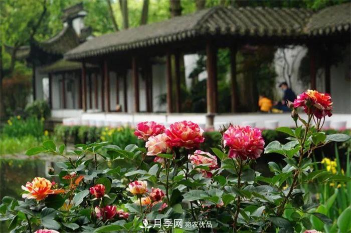 205萬株月季全城盛放！貫穿杭州的“空中花廊”你走過嗎？(圖3)