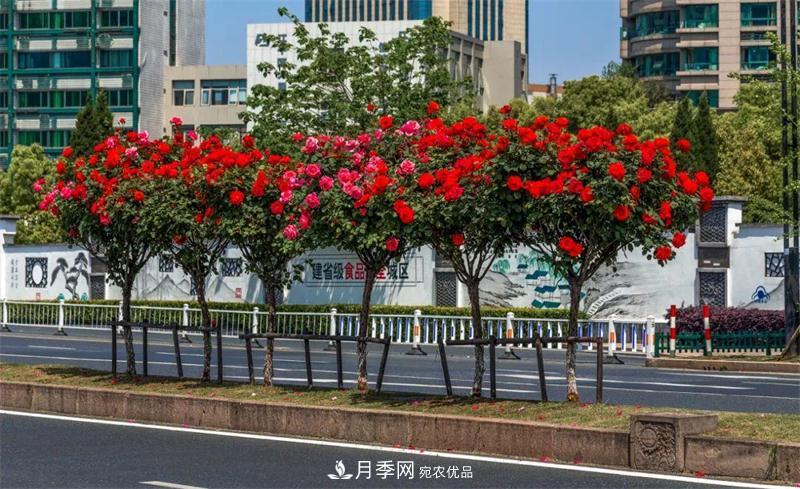 205萬株月季全城盛放！貫穿杭州的“空中花廊”你走過嗎？(圖5)