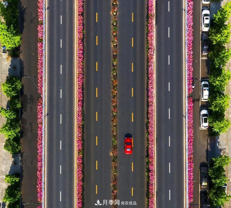 205萬株月季全城盛放！貫穿杭州的“空中花廊”你走過嗎？(圖6)