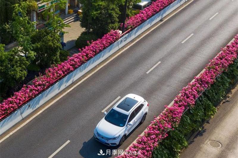205萬株月季全城盛放！貫穿杭州的“空中花廊”你走過嗎？(圖8)