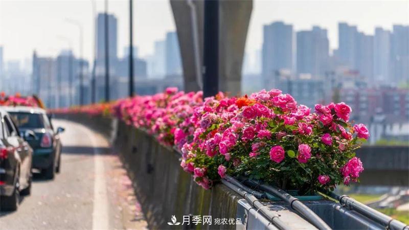 205萬株月季全城盛放！貫穿杭州的“空中花廊”你走過嗎？(圖7)