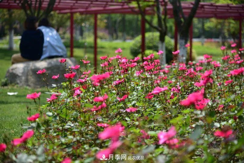 205萬株月季全城盛放！貫穿杭州的“空中花廊”你走過嗎？(圖10)