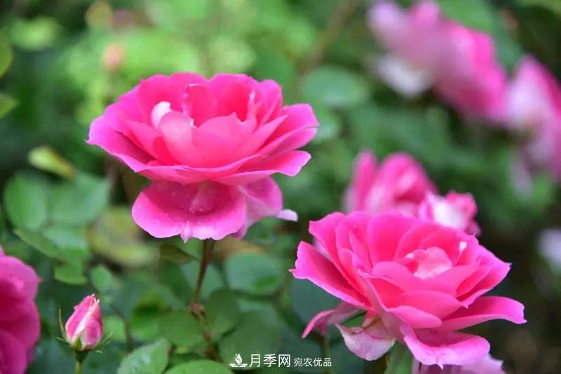 205萬株月季全城盛放！貫穿杭州的“空中花廊”你走過嗎？(圖11)