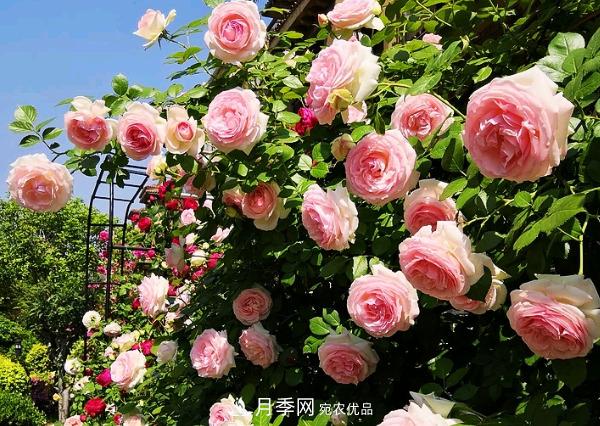 花中皇后，月季花有什么功效與作用？(圖1)