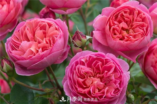 花中皇后，月季花有什么功效與作用？(圖2)