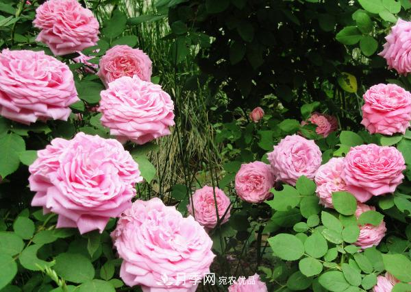 花中皇后，月季花有什么功效與作用？(圖3)