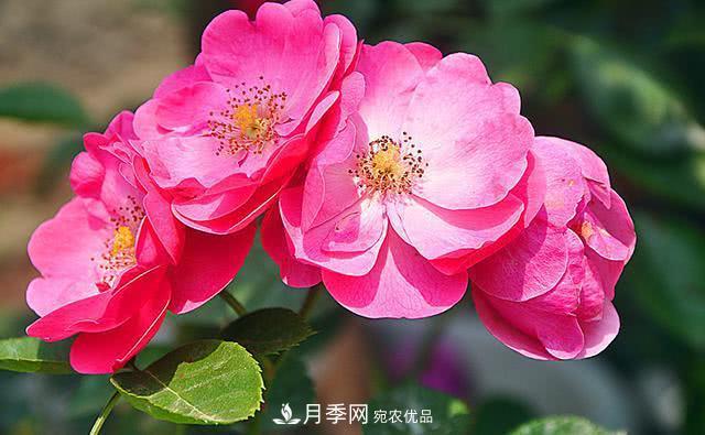 藤本月季有哪些好品種？我推薦這5個品種(圖1)