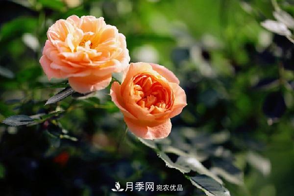 藤本月季有哪些好品種？我推薦這5個品種(圖2)