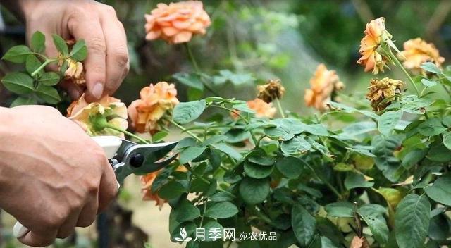 月季修剪有技巧，做好這幾點，花謝了還能開好幾茬(圖1)