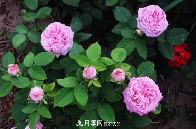 月季修剪有技巧，做好這幾點，花謝了還能開好幾茬(圖2)
