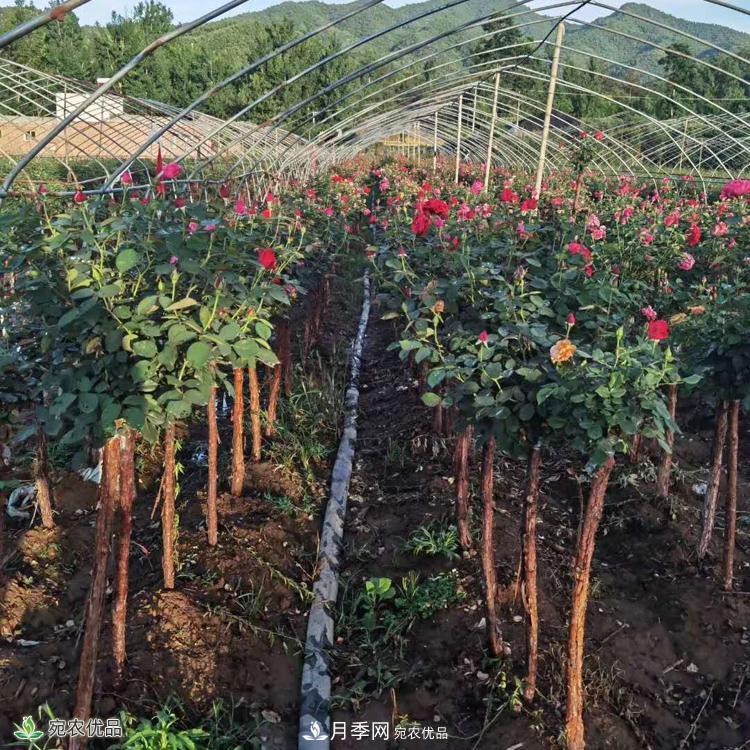 3公分月季樹(shù)批發(fā)價(jià)格多少，樹(shù)狀月季基地新報(bào)價(jià)(圖4)