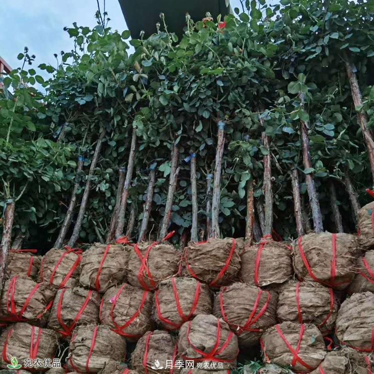 3公分月季樹(shù)批發(fā)價(jià)格多少，樹(shù)狀月季基地新報(bào)價(jià)(圖5)