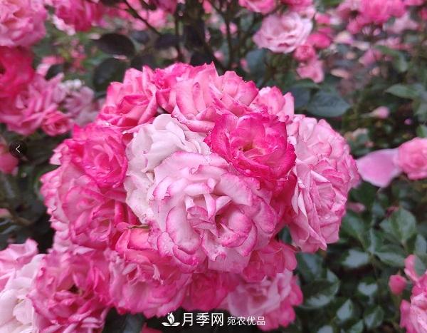 月季“拍了拍”你，關(guān)于月季的歷史文化，你知道多少？(圖1)
