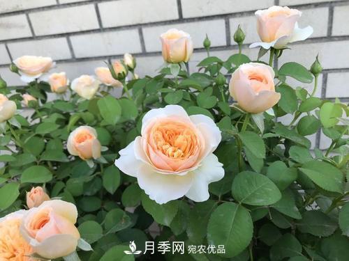 月季十死九個(gè)澇，月季澆水詳細(xì)教程在這里！(圖4)