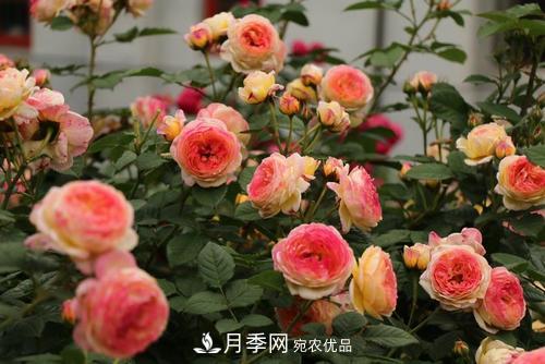 月季十死九個(gè)澇，月季澆水詳細(xì)教程在這里！(圖2)