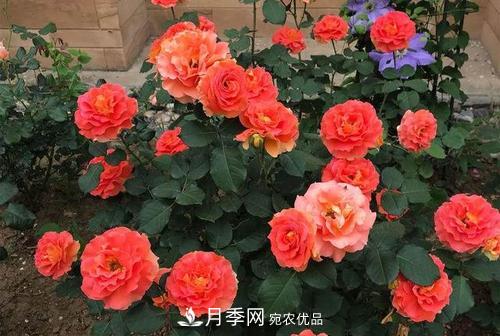月季十死九個(gè)澇，月季澆水詳細(xì)教程在這里！(圖1)