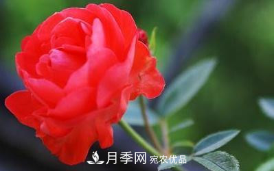 玫瑰和月季哪個(gè)好養(yǎng)？(圖2)
