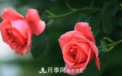 玫瑰和月季哪個(gè)好養(yǎng)？(圖3)