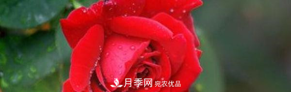 玫瑰和月季哪個(gè)好養(yǎng)？(圖1)