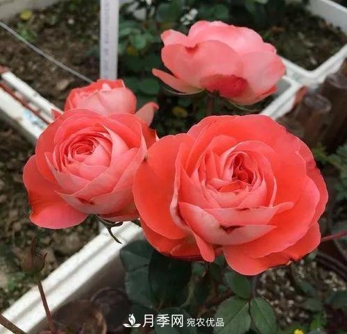 養(yǎng)月季5年，總結(jié)出4種盆栽月季，好看又好看驚艷時光(圖1)