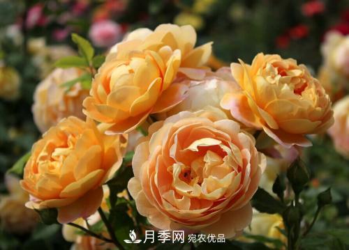 養(yǎng)月季5年，總結(jié)出4種盆栽月季，好看又好看驚艷時光(圖4)