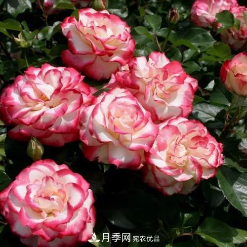養(yǎng)月季5年，總結(jié)出4種盆栽月季，好看又好看驚艷時光(圖5)
