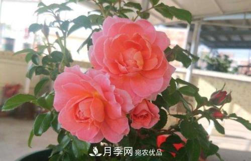 養(yǎng)月季5年，總結(jié)出4種盆栽月季，好看又好看驚艷時光(圖2)