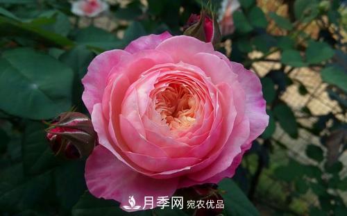養(yǎng)月季5年，總結(jié)出4種盆栽月季，好看又好看驚艷時光(圖3)