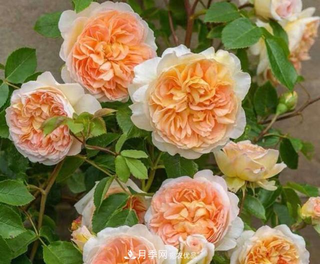 月季花什么品種好看？9大驚艷花友的月季品種(圖1)