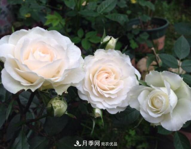 月季花什么品種好看？9大驚艷花友的月季品種(圖2)