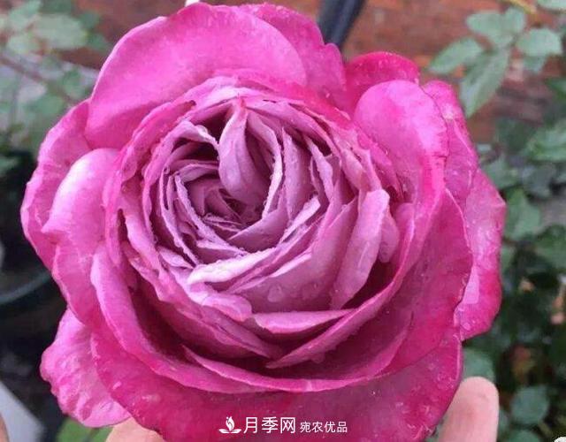 月季花什么品種好看？9大驚艷花友的月季品種(圖3)