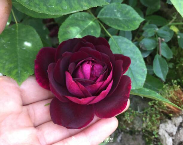 月季花什么品種好看？9大驚艷花友的月季品種(圖4)
