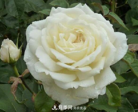 月季花什么品種好看？9大驚艷花友的月季品種(圖7)
