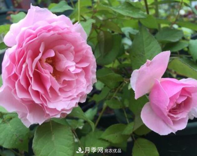 月季花什么品種好看？9大驚艷花友的月季品種(圖6)